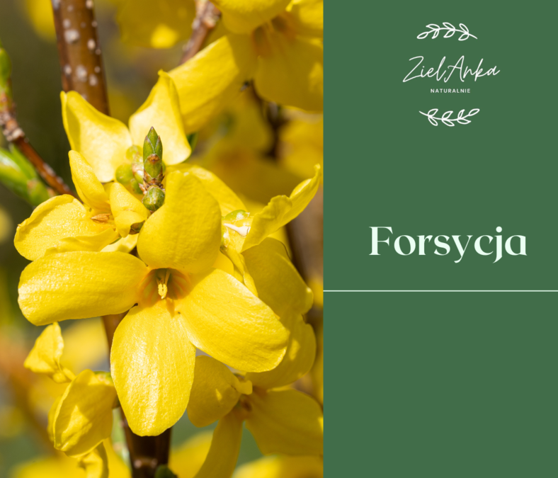 Forsycja