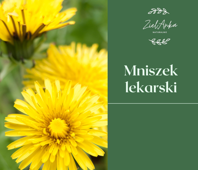 Mniszek Lekarski