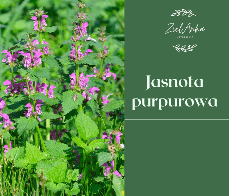 Jasnota purpurowa