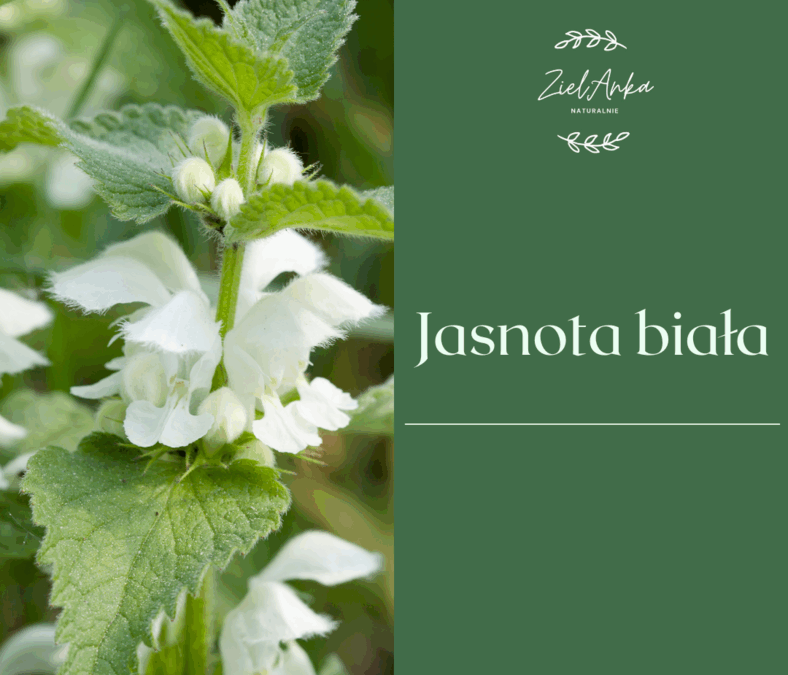 Jasnota biała