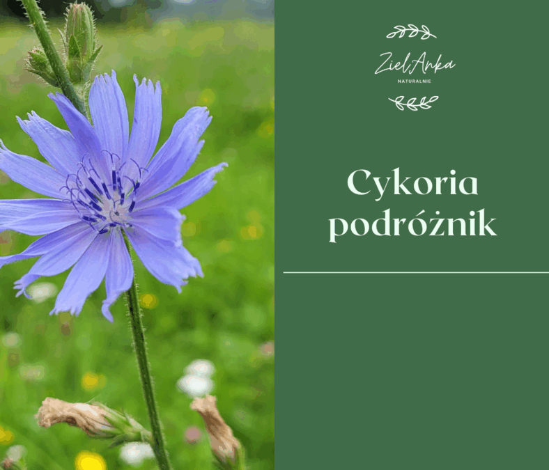 Cykoria podróżnik