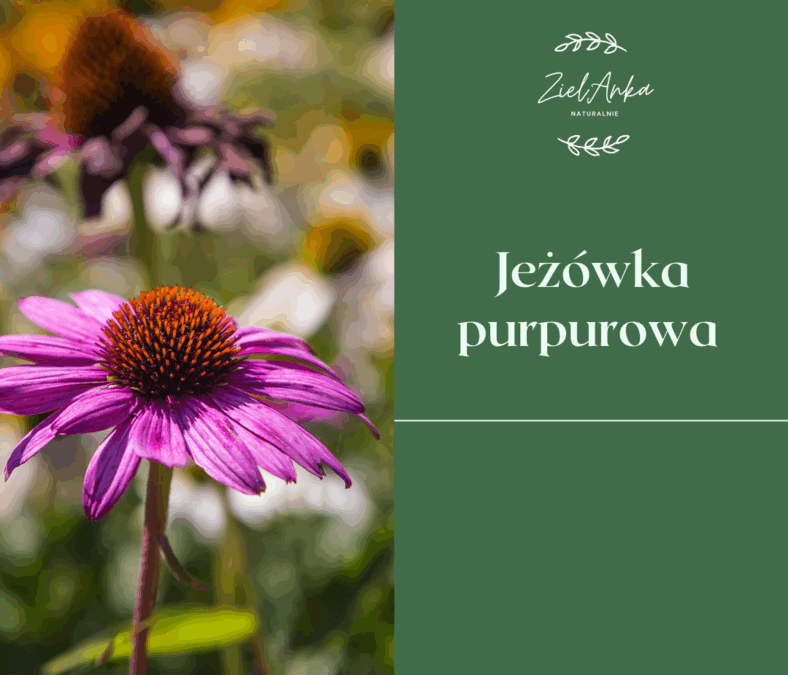 Jeżówka purpurowa
