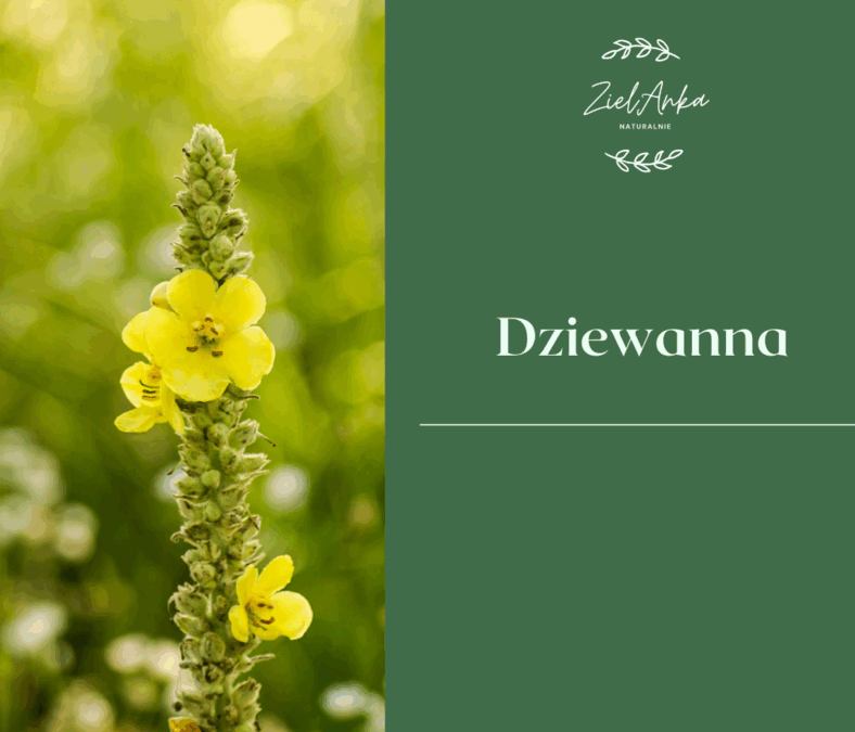 Dziewanna
