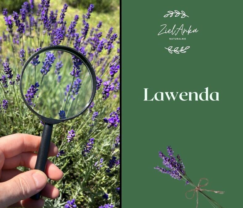 Lawenda