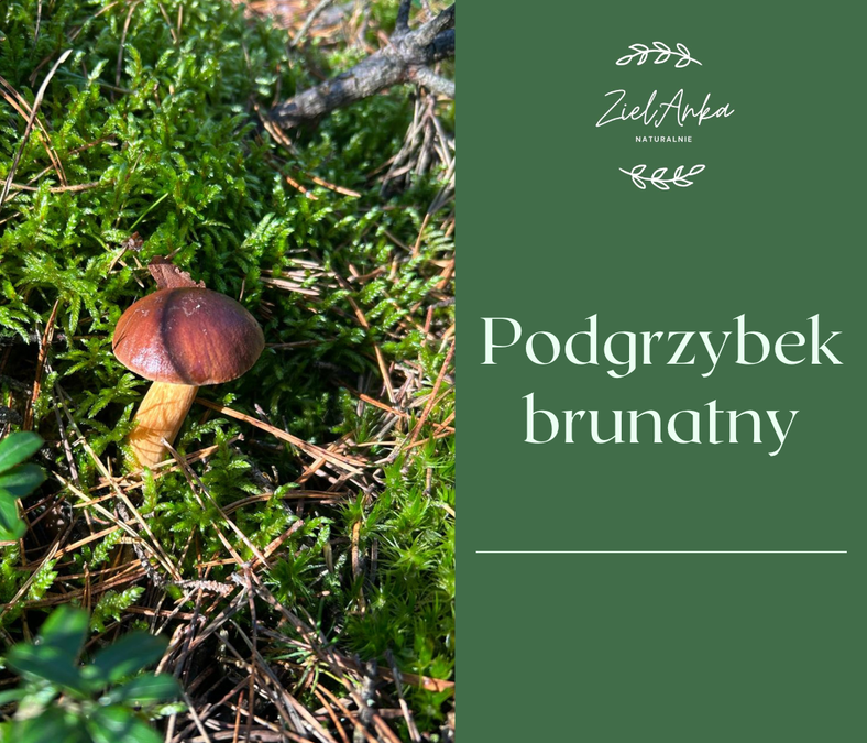 Podgrzybek brunatny