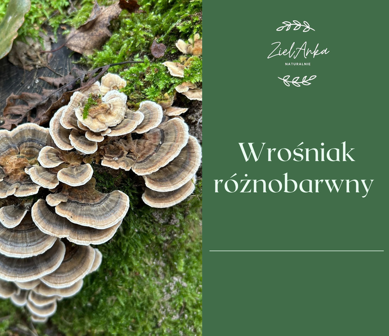 Wrośniak różnobarwny – leśny „ogon indyka”